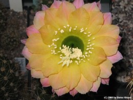 Echinopsis spec. 